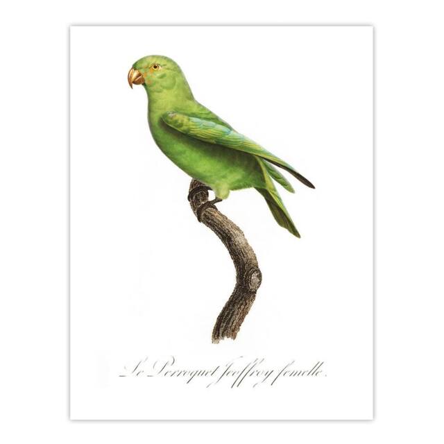 "Artery8 The Red Cheeked Parakeet Francois Levaillant Wall Art Poster Print in White - Size: W12"" x H16""" - image 1