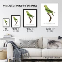 "Artery8 The Red Cheeked Parakeet Francois Levaillant Wall Art Poster Print in White - Size: W12"" x H16""" - thumbnail 3