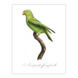 "Artery8 The Red Cheeked Parakeet Francois Levaillant Wall Art Poster Print in White - Size: W12"" x H16""" - thumbnail 1