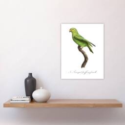 "Artery8 The Red Cheeked Parakeet Francois Levaillant Wall Art Poster Print in White - Size: W12"" x H16""" - thumbnail 4
