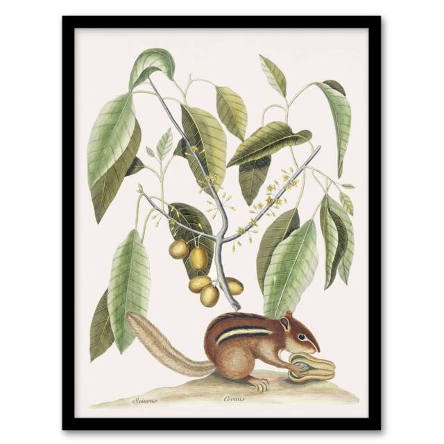 Artery8 Ground Squirrel & Wild Nutmeg Mark Catesby Framed Wall Art Print in White - Size: A4 - image 1