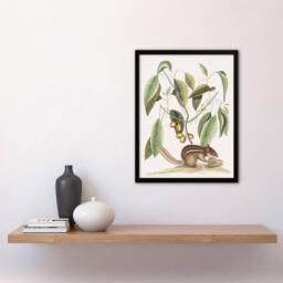 Artery8 Ground Squirrel & Wild Nutmeg Mark Catesby Framed Wall Art Print in White - Size: A4 - thumbnail 4