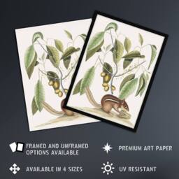 Artery8 Ground Squirrel & Wild Nutmeg Mark Catesby Framed Wall Art Print in White - Size: A4 - thumbnail 2