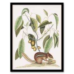Artery8 Ground Squirrel & Wild Nutmeg Mark Catesby Framed Wall Art Print in White - Size: A4 - thumbnail 1