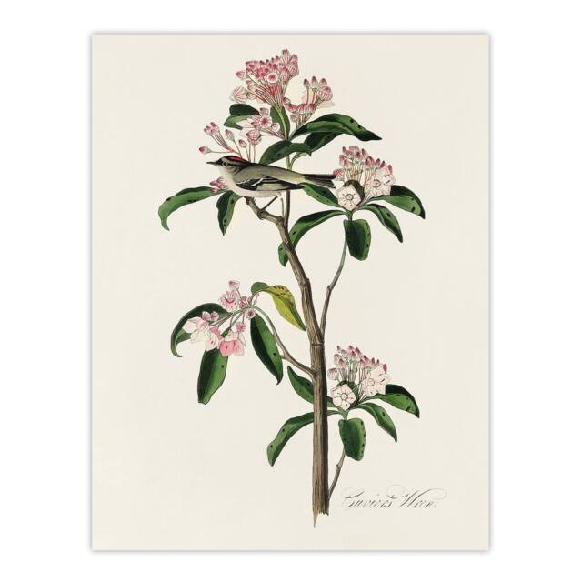 "Artery8 Cuviers Kinglet Bird & Mountain Laurel Audubon Wall Art Print Poster in White - Size: W24"" x H32""" - image 1