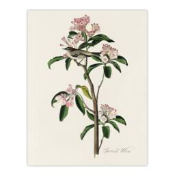 "Artery8 Cuviers Kinglet Bird & Mountain Laurel Audubon Wall Art Print Poster in White - Size: W24"" x H32""" - thumbnail 1