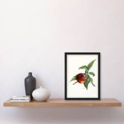 Artery8 John Wright Framed Wall Art Vintage Illustration of Pine Apple Nectarine in White - Size: A4 - thumbnail 2