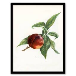 Artery8 John Wright Framed Wall Art Vintage Illustration of Pine Apple Nectarine in White - Size: A4 - thumbnail 1