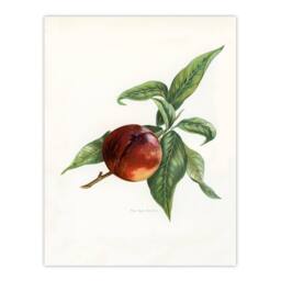 Artery8 John Wright Framed Wall Art Vintage Illustration of Pine Apple Nectarine in White - Size: A4 - thumbnail 3