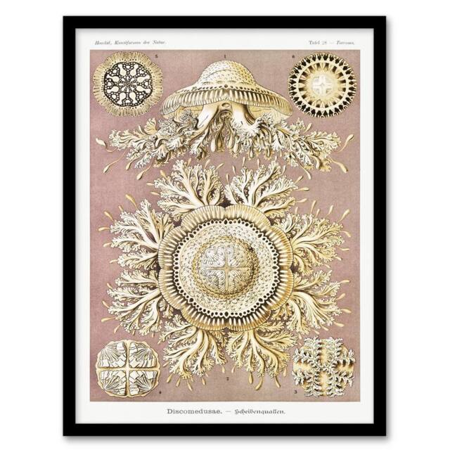 Artery8 Haeckel Framed Wall Art Jellyfish Discomedusae Vintage Illustration in White - Size: A4 - image 1
