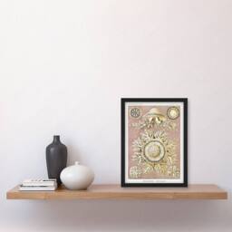 Artery8 Haeckel Framed Wall Art Jellyfish Discomedusae Vintage Illustration in White - Size: A4 - thumbnail 2