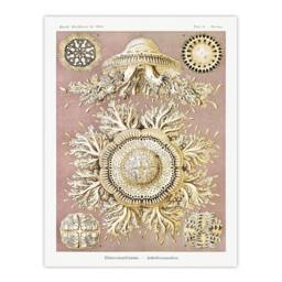 Artery8 Haeckel Framed Wall Art Jellyfish Discomedusae Vintage Illustration in White - Size: A4 - thumbnail 3