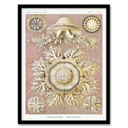 Artery8 Haeckel Framed Wall Art Jellyfish Discomedusae Vintage Illustration in White - Size: A4 - thumbnail 1