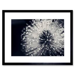 "Artery8 Floral Bloom Flower Black White Photo Home Decor 12x16"" Framed Art - Size: W12"" x H16""" - thumbnail 1