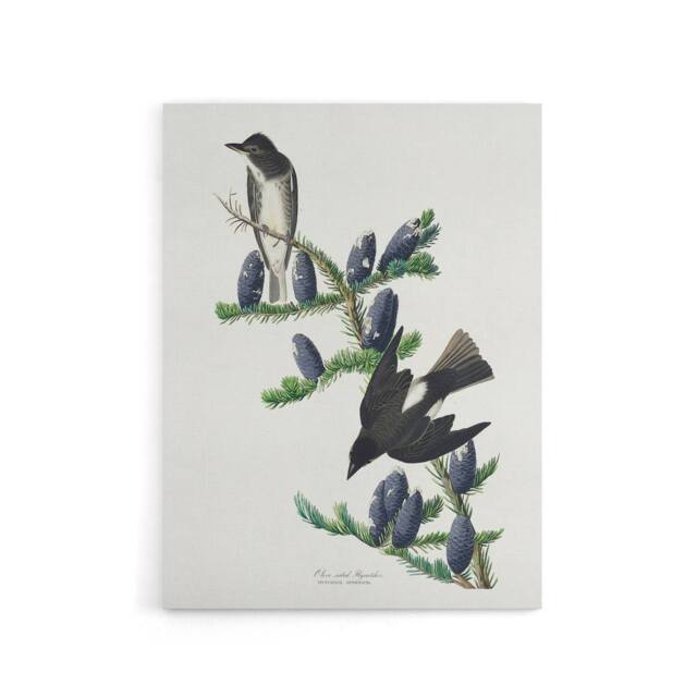 "Artery8 Olive Sided Flycatcher Bird on Fir Tree Audubon Canvas Wall Art in White - Size: W18"" x H24""" - image 1