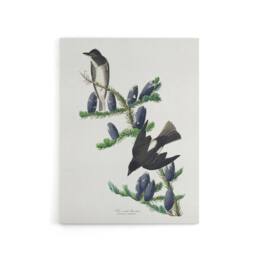 "Artery8 Olive Sided Flycatcher Bird on Fir Tree Audubon Canvas Wall Art in White - Size: W18"" x H24""" - thumbnail 1