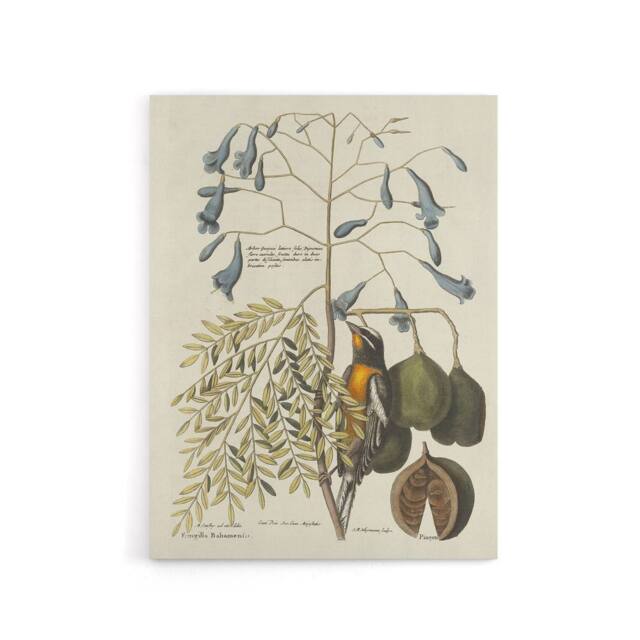 "Artery8 Vintage Bird & Plant Illustration Catesby Canvas Wall Art in Beige - Size: W18"" x H24""" - image 1