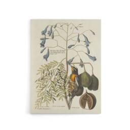"Artery8 Vintage Bird & Plant Illustration Catesby Canvas Wall Art in Beige - Size: W18"" x H24""" - thumbnail 1