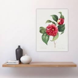 "Artery8 Camelia Floral Illustration Redoute Vintage Wall Art Print Poster in White - Size: W12"" x H16""" - thumbnail 4