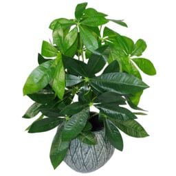 Leaf 50cm Artificial Money Tree Plant Pachira in Green - thumbnail 1