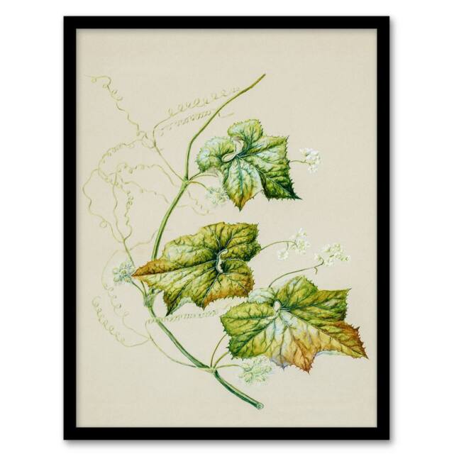 Artery8 Sarah Featon Framed Wall Art New Zealand Sicyos Australis Mawhai Plant in Beige - Size: A4 - image 1