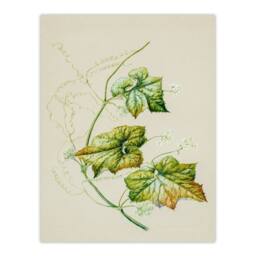 Artery8 Sarah Featon Framed Wall Art New Zealand Sicyos Australis Mawhai Plant in Beige - Size: A4 - thumbnail 3