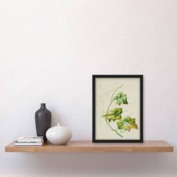 Artery8 Sarah Featon Framed Wall Art New Zealand Sicyos Australis Mawhai Plant in Beige - Size: A4 - thumbnail 2
