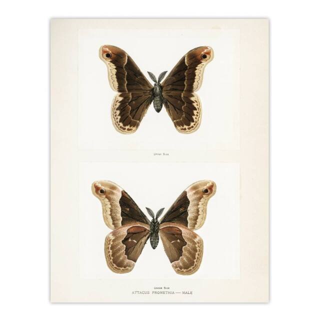 "Artery8 Promethea Silkmoth Male Sherman Denton Wall Art Poster Print in White - Size: W18"" x H24""" - image 1