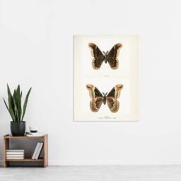"Artery8 Promethea Silkmoth Male Sherman Denton Wall Art Poster Print in White - Size: W18"" x H24""" - thumbnail 4