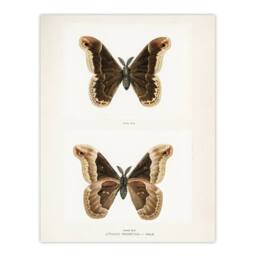 "Artery8 Promethea Silkmoth Male Sherman Denton Wall Art Poster Print in White - Size: W18"" x H24""" - thumbnail 1