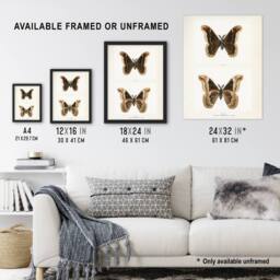 "Artery8 Promethea Silkmoth Male Sherman Denton Wall Art Poster Print in White - Size: W18"" x H24""" - thumbnail 3