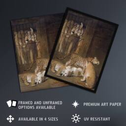 Artery8 Whelps Lion & Tigress in Zoo Cage Agasse Framed Wall Art Print in Brown - Size: A4 - thumbnail 2