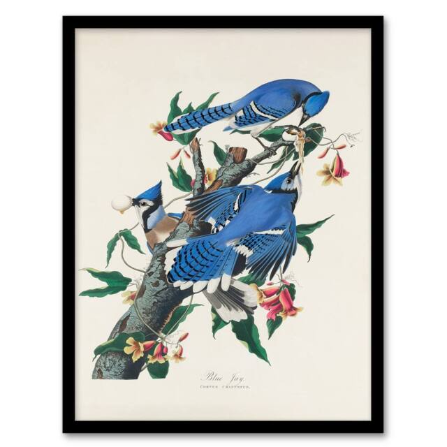 Artery8 John James Audubon Framed Wall Art Print Blue Jay & Trumpet Flowers in White - Size: A4 - image 1