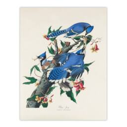 Artery8 John James Audubon Framed Wall Art Print Blue Jay & Trumpet Flowers in White - Size: A4 - thumbnail 3