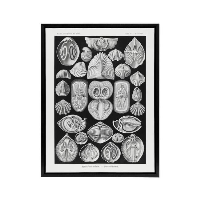 "Artery8 Spirobranchus Vintage Marine Life Haeckel Black Framed Canvas Wall Art - Size: W12"" x H16""" - image 1