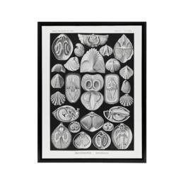 "Artery8 Spirobranchus Vintage Marine Life Haeckel Black Framed Canvas Wall Art - Size: W12"" x H16""" - thumbnail 1