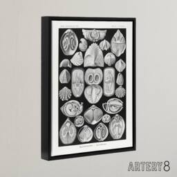 "Artery8 Spirobranchus Vintage Marine Life Haeckel Black Framed Canvas Wall Art - Size: W12"" x H16""" - thumbnail 2