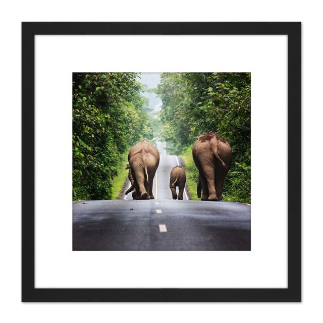 Artery8 Khunkay Wild Elephants Road Forest Thailand Photo 8X8 Inch Square Wooden Framed Wall Art Print Picture with Mount in Black - image 1