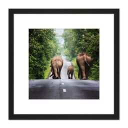Artery8 Khunkay Wild Elephants Road Forest Thailand Photo 8X8 Inch Square Wooden Framed Wall Art Print Picture with Mount in Black - thumbnail 1