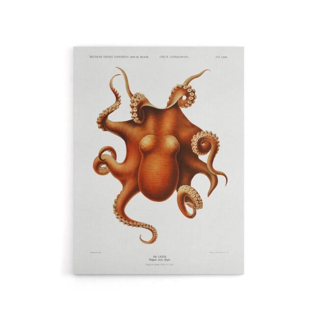 "Artery8 Octopus Vintage Illustration Carl Chun Canvas Wall Art Print in White - Size: W12"" x H16""" - image 1