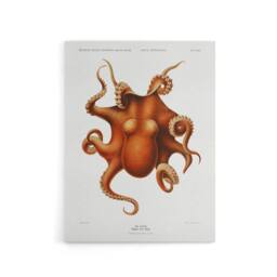 "Artery8 Octopus Vintage Illustration Carl Chun Canvas Wall Art Print in White - Size: W12"" x H16""" - thumbnail 1