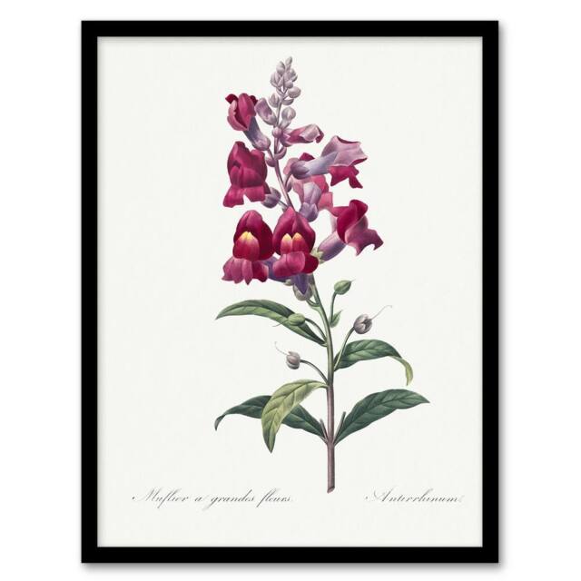 "Artery8 Antirrhinum Dragon Flowers Redoute Vintage Framed Wall Art Print in White - Size: W12"" x H16""" - image 1