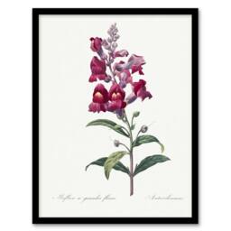 "Artery8 Antirrhinum Dragon Flowers Redoute Vintage Framed Wall Art Print in White - Size: W12"" x H16""" - thumbnail 1