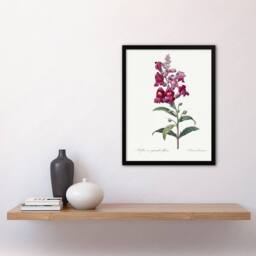 "Artery8 Antirrhinum Dragon Flowers Redoute Vintage Framed Wall Art Print in White - Size: W12"" x H16""" - thumbnail 4