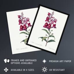 "Artery8 Antirrhinum Dragon Flowers Redoute Vintage Framed Wall Art Print in White - Size: W12"" x H16""" - thumbnail 2