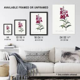 "Artery8 Antirrhinum Dragon Flowers Redoute Vintage Framed Wall Art Print in White - Size: W12"" x H16""" - thumbnail 3