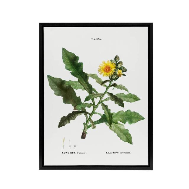 "Artery8 Sow Thistle Flower Bloom Redoute Vintage Black Framed Canvas Wall Art in White - Size: W12"" x H16""" - image 1
