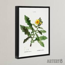 "Artery8 Sow Thistle Flower Bloom Redoute Vintage Black Framed Canvas Wall Art in White - Size: W12"" x H16""" - thumbnail 2