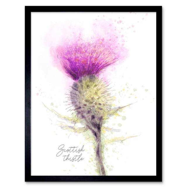 "Wee Blue Coo Scottish Thistle Flower Head Watercolour Scotland Framed Art Print in Purple - Size: W12"" x H16""" - image 1