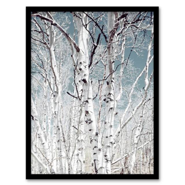 "Artery8 Birch tree forest Carol M Highsmith Framed Wall Art Print - Size: W12"" x H16""" - image 1
